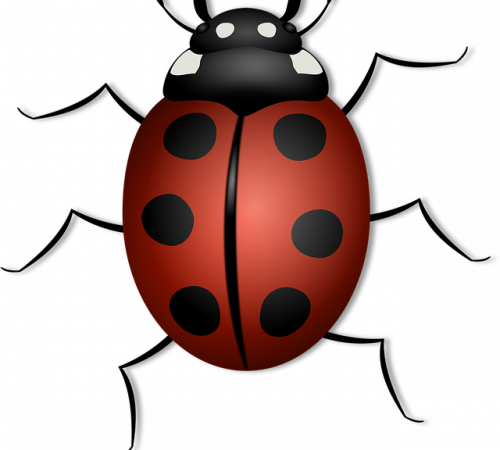 Beetle Drive