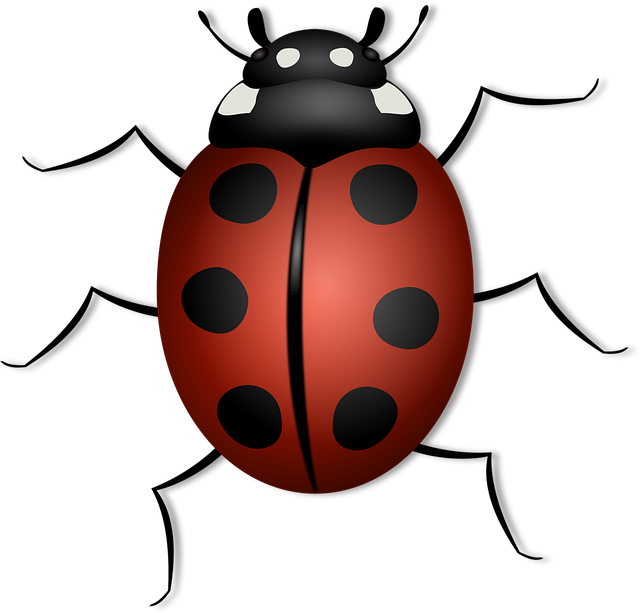 Beetle Drive